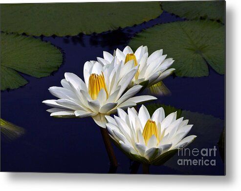 Nymphaea Metal Print featuring the photograph Three White Tropical Water Lilies version 2 by Byron Varvarigos
