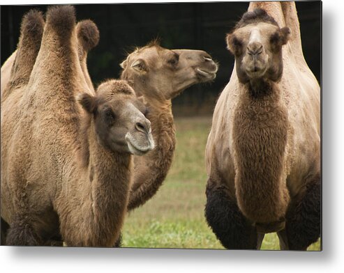 Camel Metal Print featuring the photograph Three Wise Men by Mary Bedy