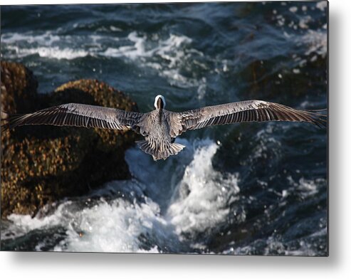 Pelican Metal Print featuring the photograph Through the eyes of a pelican by Nathan Rupert