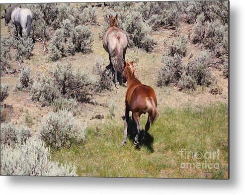 Horse Metal Print featuring the photograph Through the Sage by Veronica Batterson