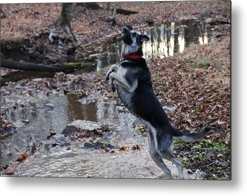 German Metal Print featuring the photograph Throwing Stones by David Rucker