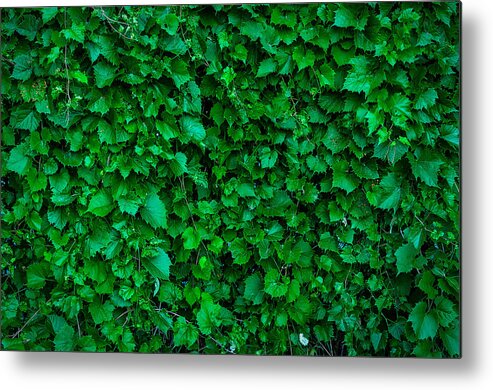 Grape Vine Metal Print featuring the photograph Thru The Grape Vine by Rick Bartrand