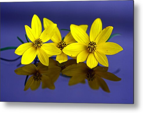 Tiny Yellow Flowers Metal Print featuring the photograph Tickseed Trio by Suzanne Stout