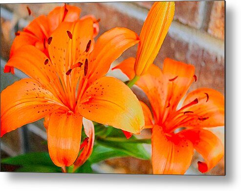 Tiger Lilies Metal Print featuring the photograph Tiger Lilies by Barbara Dean