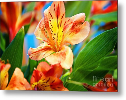 Flowers Metal Print featuring the photograph Tiger Lilly by Gwen Gibson