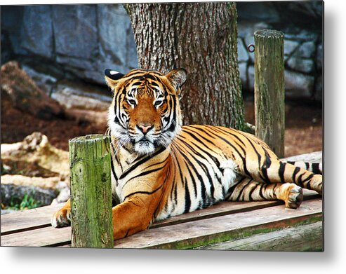 Tiger Metal Print featuring the photograph Tiger Portrait by Aimee L Maher ALM GALLERY