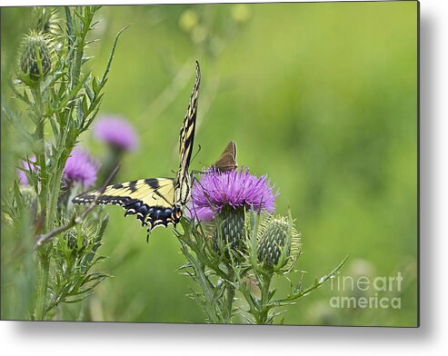 Butterfly Metal Print featuring the photograph Tiger Swallowtail And Skipper Butterflies On Thistle by Carol Senske