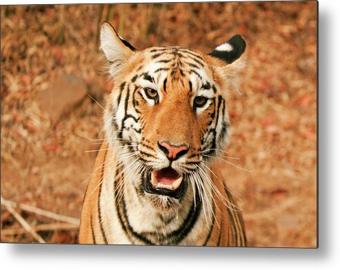 Animal Themes Metal Print featuring the photograph Tigress by Ajay K Shah