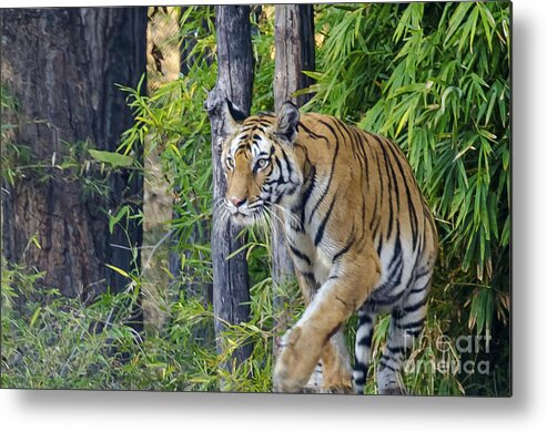 Tiger Metal Print featuring the photograph Tiger International Day by Pravine Chester