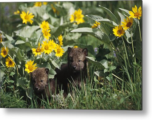 Feb0514 Metal Print featuring the photograph Timber Wolf Pups And Flowers North by Gerry Ellis