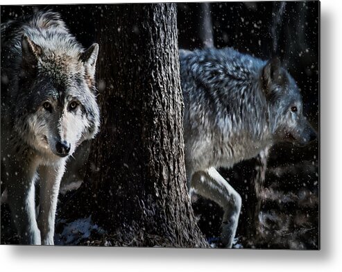 Wolf Metal Print featuring the photograph Timber Wolves in the snow by Tracy Munson