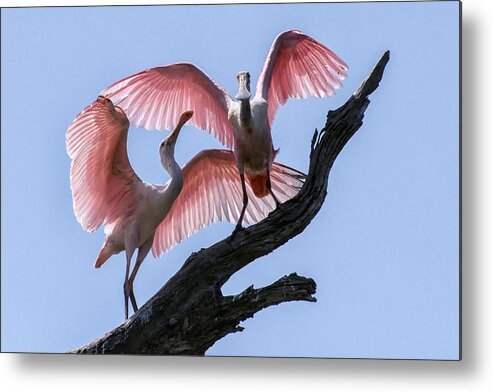 Crystal Yingling Metal Print featuring the photograph Time to Fly by Ghostwinds Photography