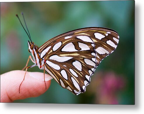 Butterfly Metal Print featuring the photograph Time To Fly by Priya Ghose