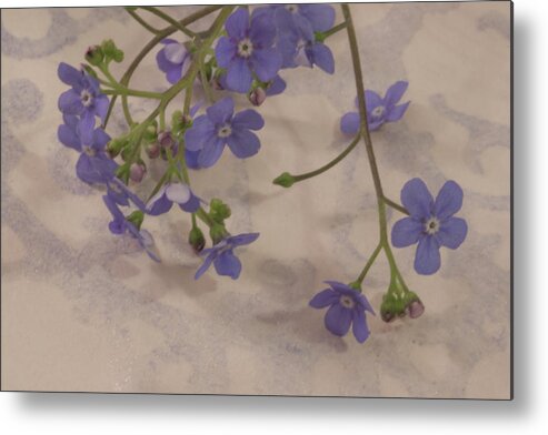 Tiny Blue Flowers Metal Print featuring the photograph Tiny Blue by Sandra Foster