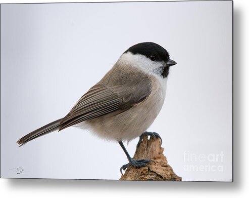 Titmouse Metal Print featuring the photograph Titmouse by Torbjorn Swenelius