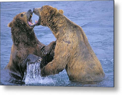  Metal Print featuring the photograph Tk0334, Thomas Kitchin Grizzlyalaskan by First Light