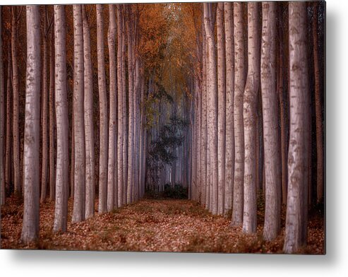 Rows Metal Print featuring the photograph To The Light by Tony Goran