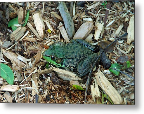 Frog Metal Print featuring the photograph Toad Master by Aimee L Maher ALM GALLERY