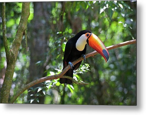 Andres Morya Metal Print featuring the photograph Toco Toucan (ramphastos Toco by Andres Morya Hinojosa