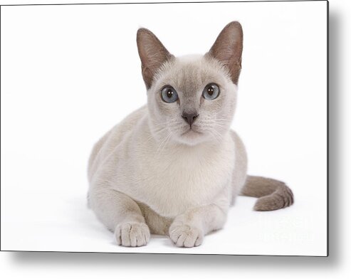 Cat Metal Print featuring the photograph Tonkinese Cat by Jean-Michel Labat