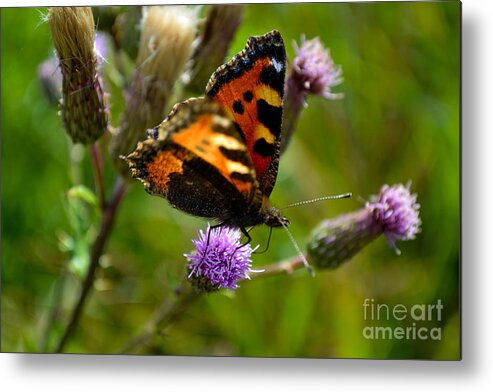 Butterfly Metal Print featuring the photograph Tortoise Shell Butterfly by Scott Lyons