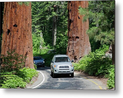 Giant Sequoia Metal Print featuring the photograph Tourism In Sequoia National Park by Jim West