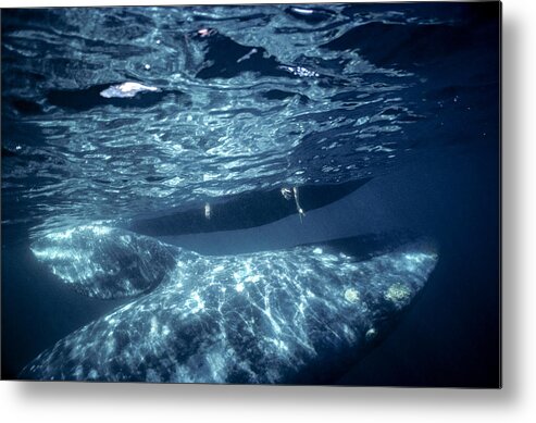 Feb0514 Metal Print featuring the photograph Tourist Reaching For Gray Whale by Tui De Roy