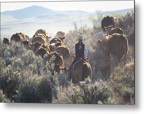 Wyoming 2014 Metal Print featuring the photograph Trailing Cattle by Diane Bohna