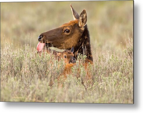 Elk Metal Print featuring the photograph Treasure in the Sage Brush by Natural Focal Point Photography