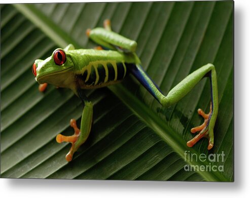 Frog Metal Print featuring the photograph Tree Frog 16 by Bob Christopher