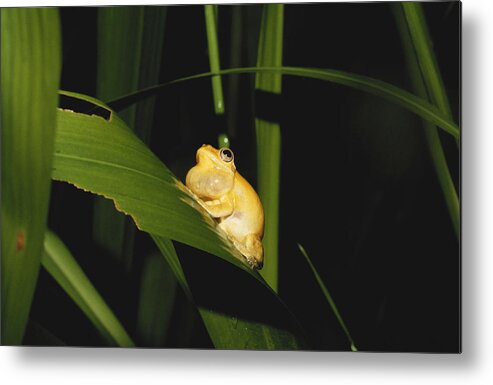 Amphibia Metal Print featuring the photograph Tree Frog Calling by Carleton Ray