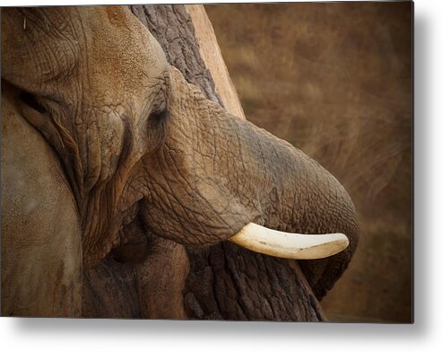 Tree Hugging Elephant Metal Print featuring the photograph Tree Hugging Elephant by Ernest Echols
