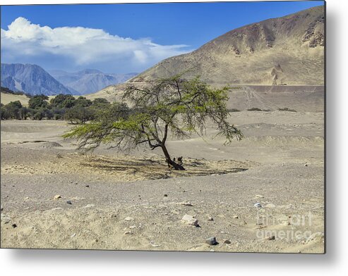 Tree Metal Print featuring the photograph Tree in desert by Patricia Hofmeester