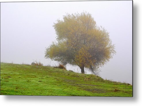 Scenic Metal Print featuring the photograph Tree in the Fog by AJ Schibig