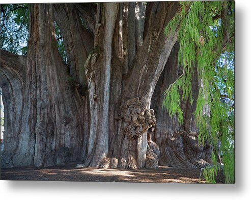 2015 Metal Print featuring the photograph Tree Of Tule by Jim West