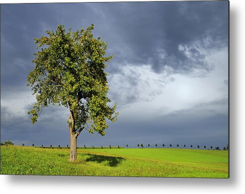 Tree Metal Print featuring the photograph Tree on green grass - dramatic dark sky by Matthias Hauser