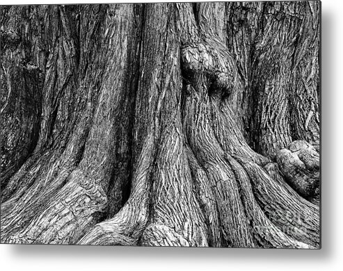 Tree Metal Print featuring the photograph Tree Trunk Closeup by Danny Hooks