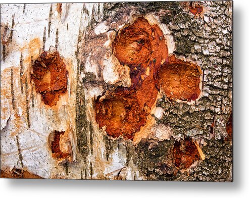 Wood Metal Print featuring the photograph Tree trunk closeup - wooden structure by Matthias Hauser