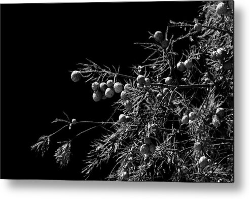 Tree Metal Print featuring the photograph Tree with Seeds by Maggy Marsh