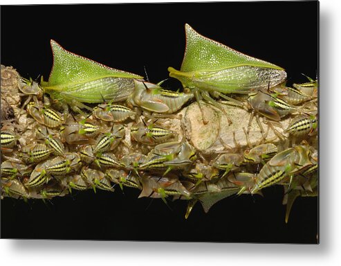 Feb0514 Metal Print featuring the photograph Treehoppers And Nymphs Mindo Ecuador by Pete Oxford