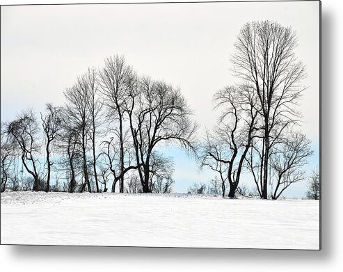 Tyler Park Metal Print featuring the photograph Trees at Tyler Park by William Jobes
