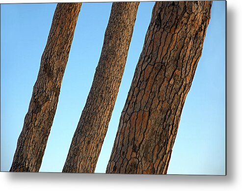 Tree Trunk Metal Print featuring the photograph Trees by Chevy Fleet