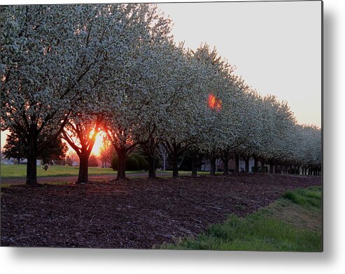 Trees Metal Print featuring the photograph Trees Forever by Trent Mallett