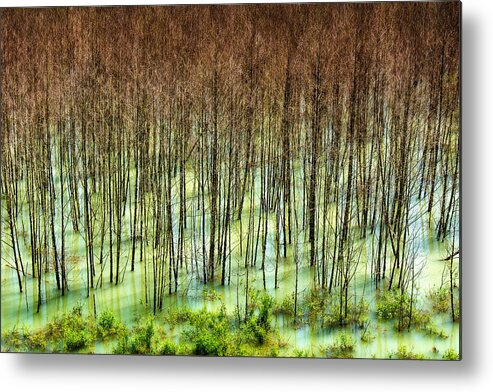Trees Metal Print featuring the photograph Trees Near Mt. St. Helens by Niels Nielsen