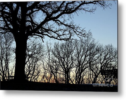 Trees Metal Print featuring the photograph Trees silhouette by Yumi Johnson