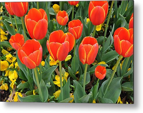 Tulips Metal Print featuring the photograph Trendy Tulips by Jeanne May