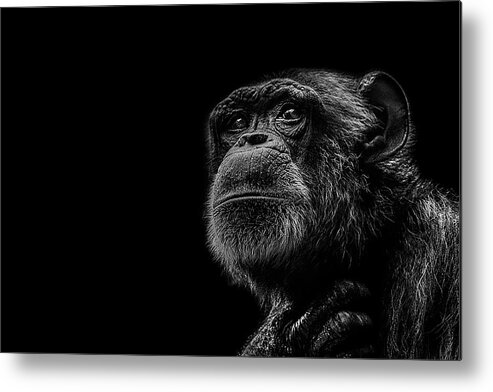 Chimpanzee Ape Portrait Low Key Wildlife Nature Metal Print featuring the photograph Trepidation by Paul Neville