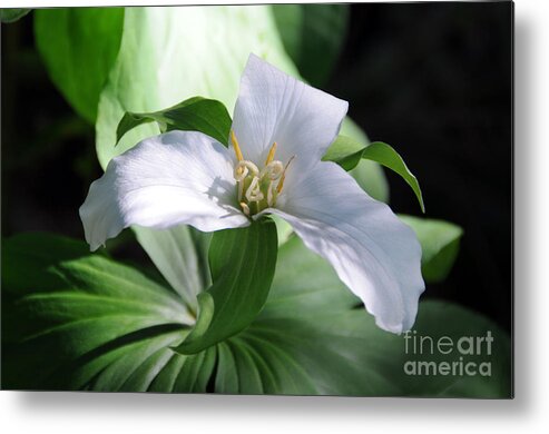 Trillium Metal Print featuring the photograph Trillium by Sarah Schroder