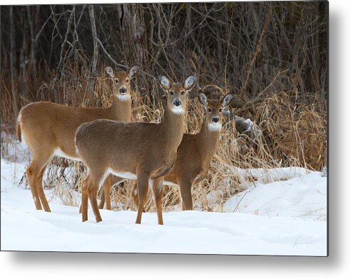 Snow Metal Print featuring the photograph Trio of deer by Jim Cumming