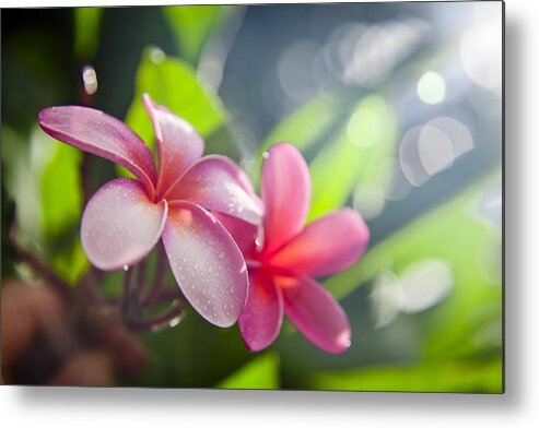 Plumeria Metal Print featuring the photograph Tropical heat by Sean Davey